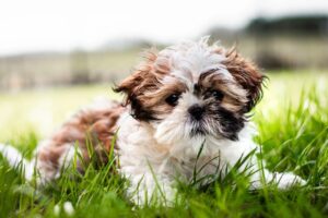 câine Shih Tzu în iarbă