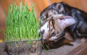 O pisică mănâncă iarbă plantată într-o caserolă