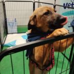 caine adoptie