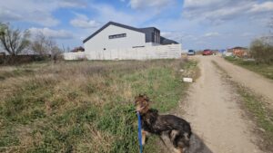 spital social animale sache