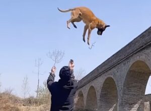 Un câine Ciobănesc belgian execută o săritură uluitoare și aterizează în brațele stăpânului