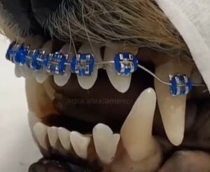 aparat dentar caini