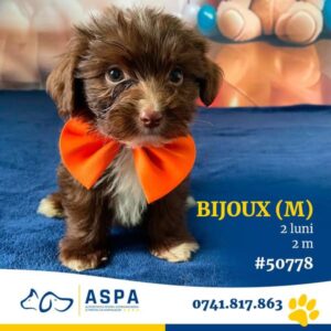 Bijoux, cățel dat spre adopție de ASPA