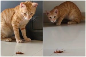 O pisică urmărind o insectă