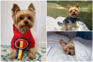 Colaj cu Maxito, cainele yorkshire terrier