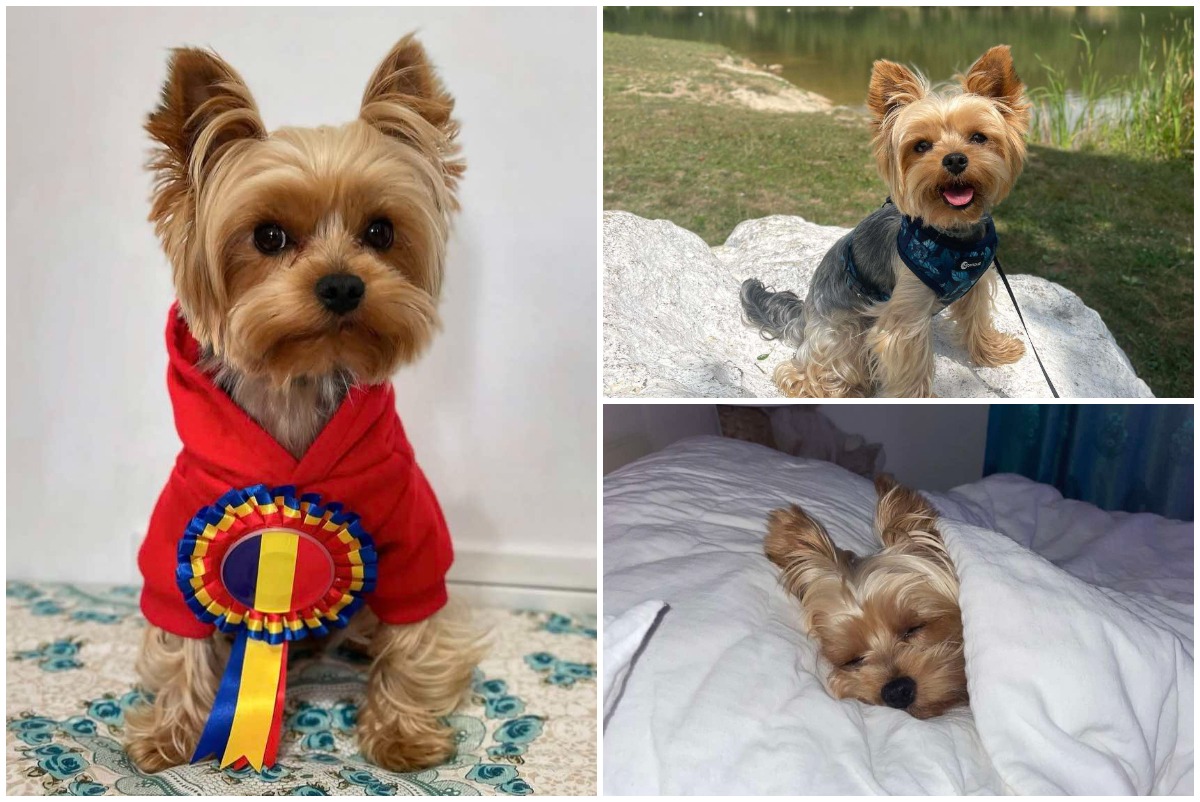Colaj cu Maxito, cainele yorkshire terrier
