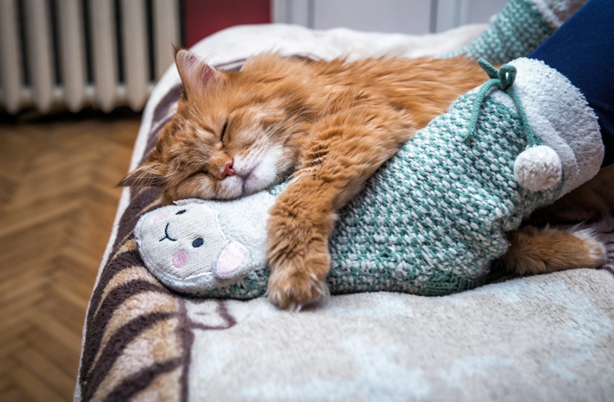 o pisica dorme la picioarele stapanei