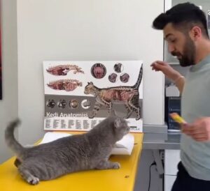 Un medic veterinar încearcă să calmeze o pisică.