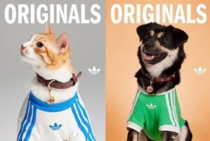 Câine și pisică îmbrăcați cu articole Adidas.