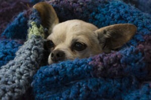 Câine Chihuahua în pătură