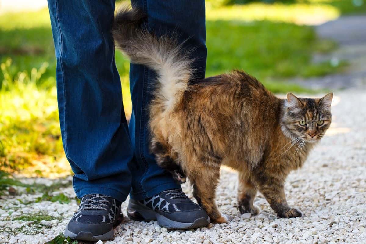 pisica se freaca de picioarele tale