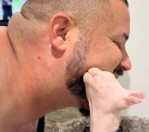 O pisică Sfinx își freacă fața de barba stăpânului.