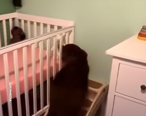 Câine lângă un pătuț de bebeluș.