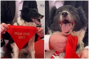 Colaj cu un Ciobanesc Islandez la Palm Dog