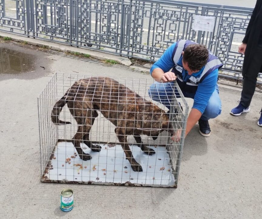 Câine în cușcă și un reprezentant ASPA lângă el.