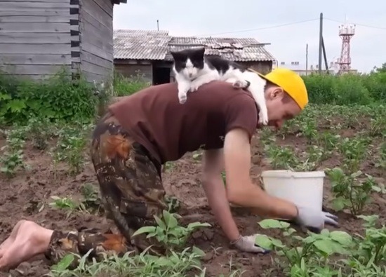 O pisică stă pe spatele stăpânului în timp ce acesta smulge iarbă