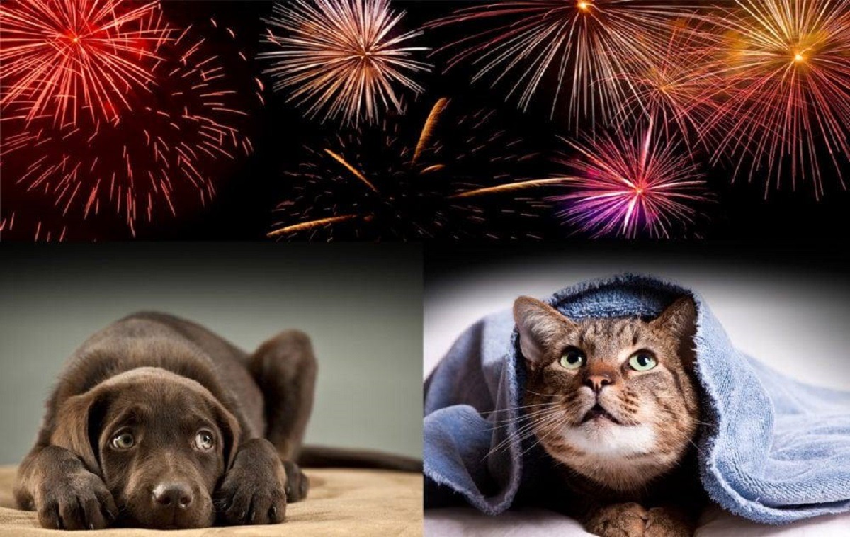animale speriate de artificii