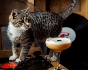 Pisică în fața unui cocktail