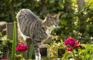 o pisica printre florile din gradina