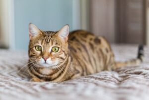 o pisica toyger