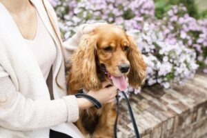 spaniel tinut in lesa de stapana