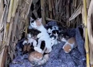 O pisică alături de șase pisoi și un cățel